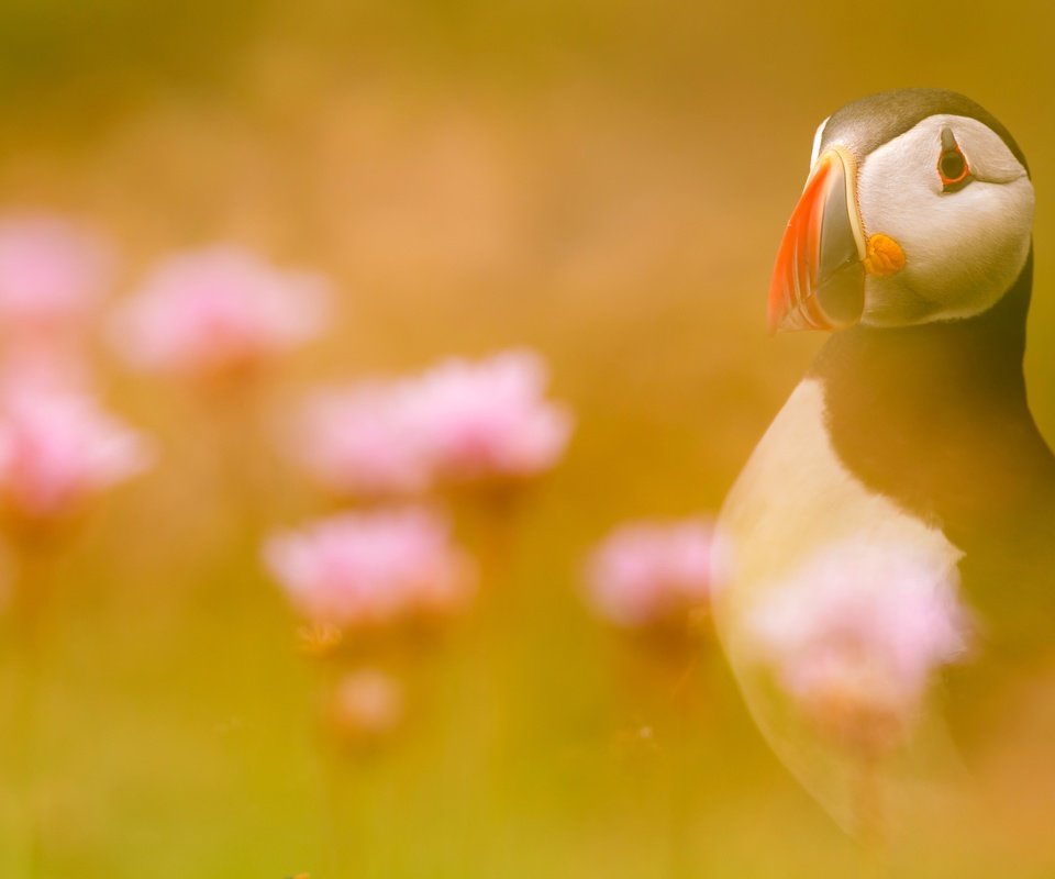 Обои свет, цветы, птица, тупик, атлантический тупик, light, flowers, bird, stalled, atlantic puffin разрешение 2500x1667 Загрузить