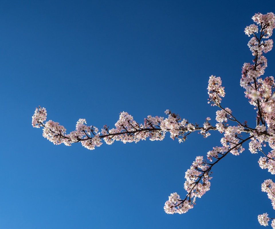 Обои небо, природа, цветение, ветки, весна, вишня, the sky, nature, flowering, branches, spring, cherry разрешение 2048x1365 Загрузить