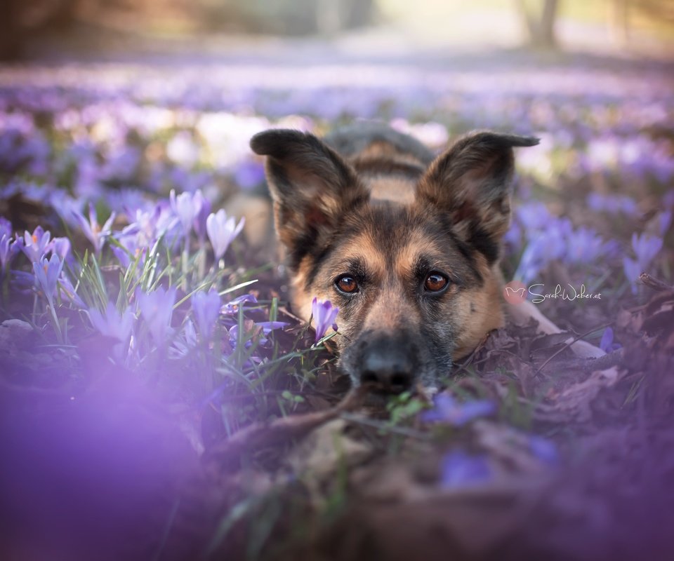 Обои цветы, собака, друг, немецкая овчарка, flowers, dog, each, german shepherd разрешение 2048x1367 Загрузить