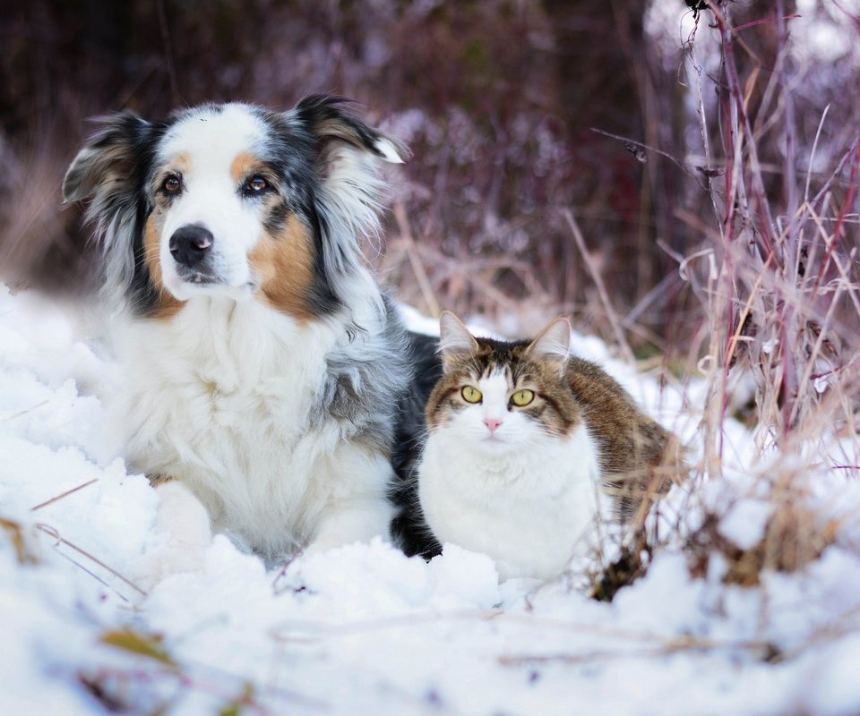 Обои снег, зима, кошка, собака, австралийская овчарка, snow, winter, cat, dog, australian shepherd разрешение 2048x1365 Загрузить