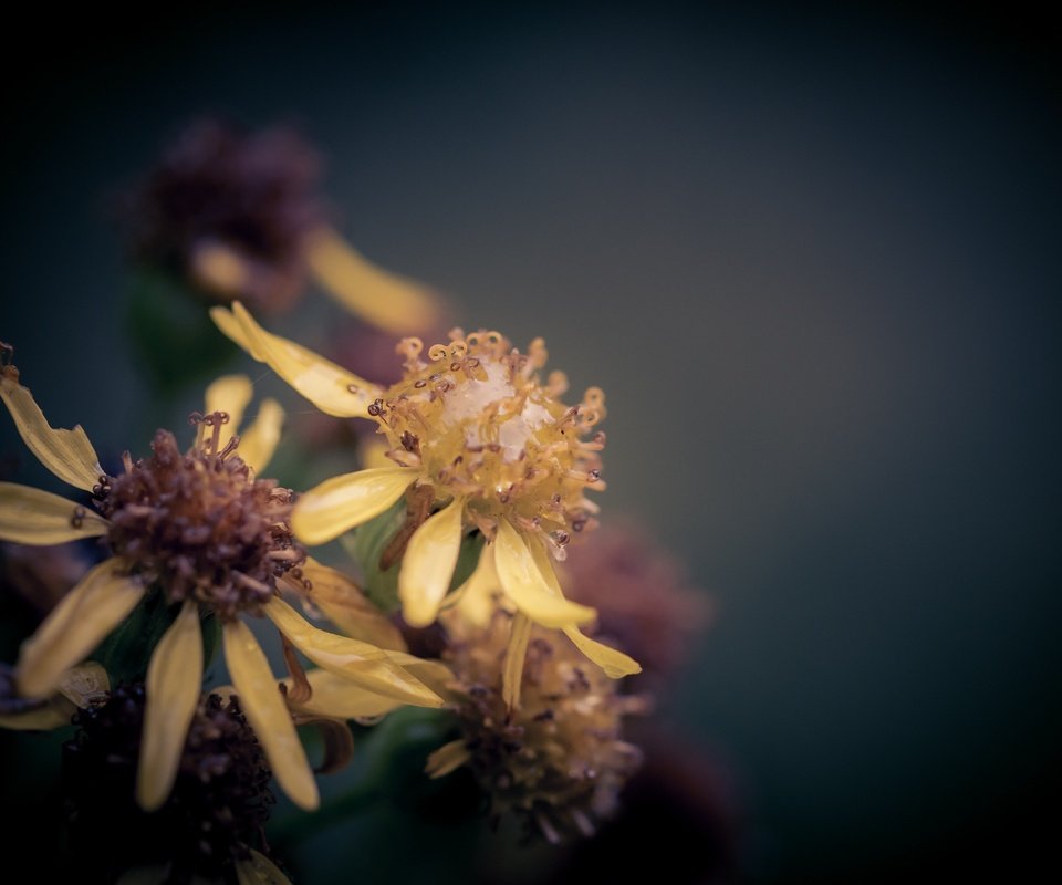 Обои макро, цветок, капли, дождь, боке, крестовник, macro, flower, drops, rain, bokeh, ragwort разрешение 2048x1365 Загрузить