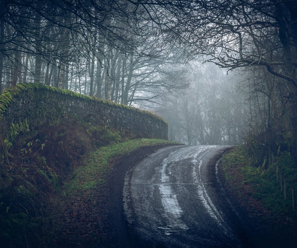 Обои дорога, деревья, лес, туман, road, trees, forest, fog разрешение 2107x1100 Загрузить