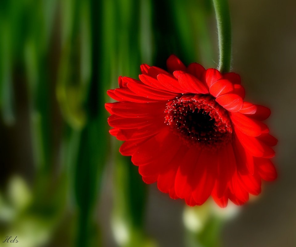 Обои макро, цветок, лепестки, боке, гербера, macro, flower, petals, bokeh, gerbera разрешение 2048x1602 Загрузить