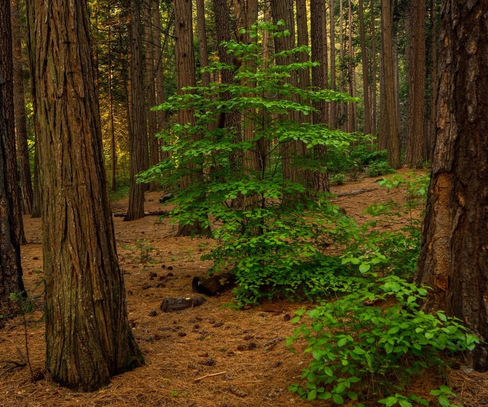 Обои деревья, природа, лес, листья, стволы, сша, калифорния, долина йосемити, trees, nature, forest, leaves, trunks, usa, ca, yosemite valley разрешение 2048x1365 Загрузить