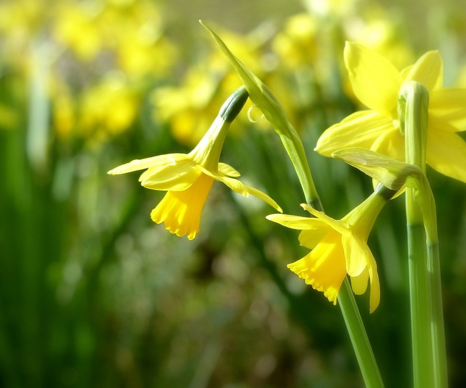 Обои цветы, нарциссы, желтые, боке, трио, flowers, daffodils, yellow, bokeh, trio разрешение 2048x1386 Загрузить