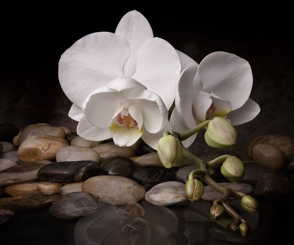 Обои вода, камни, цветок, белая, орхидея, water, stones, flower, white, orchid разрешение 2048x1365 Загрузить