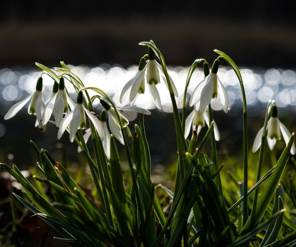 Обои цветы, весна, подснежники, боке, flowers, spring, snowdrops, bokeh разрешение 2048x1205 Загрузить