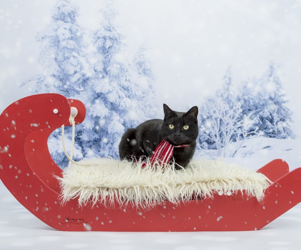 Обои зима, кот, кошка, взгляд, черный, сани, фотосессия, шарфик, winter, cat, look, black, sleigh, photoshoot, scarf разрешение 5106x3649 Загрузить