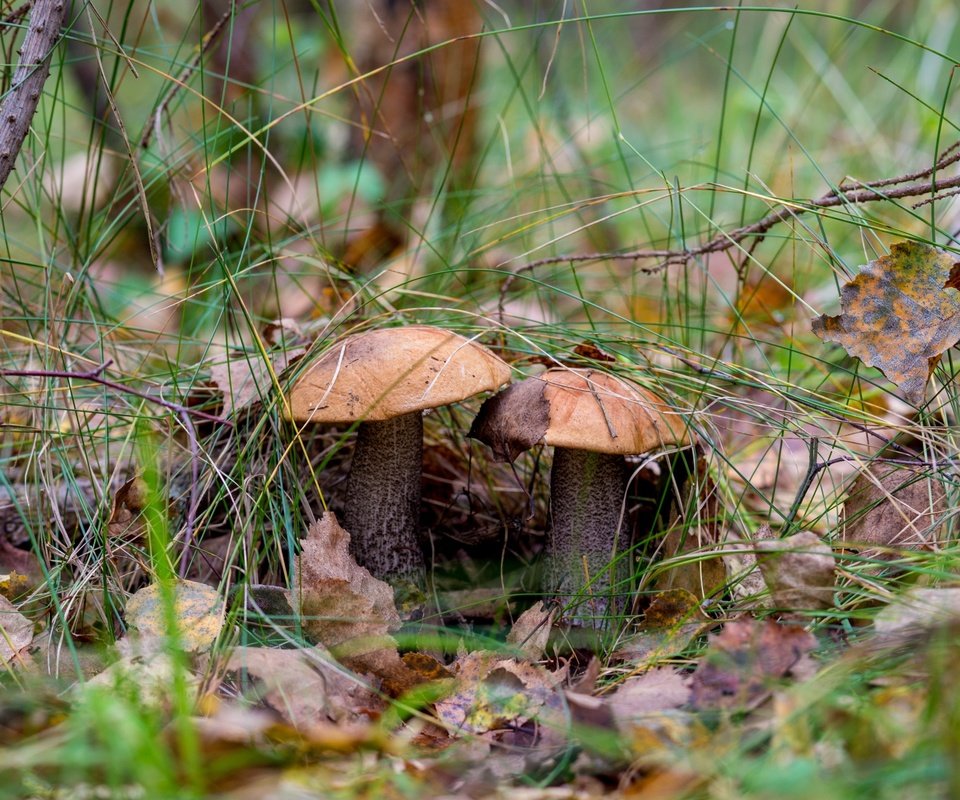 Обои природа, лес, грибы, гриб, подосиновики, осенние листья, nature, forest, mushrooms, mushroom, aspen, autumn leaves разрешение 2400x1600 Загрузить