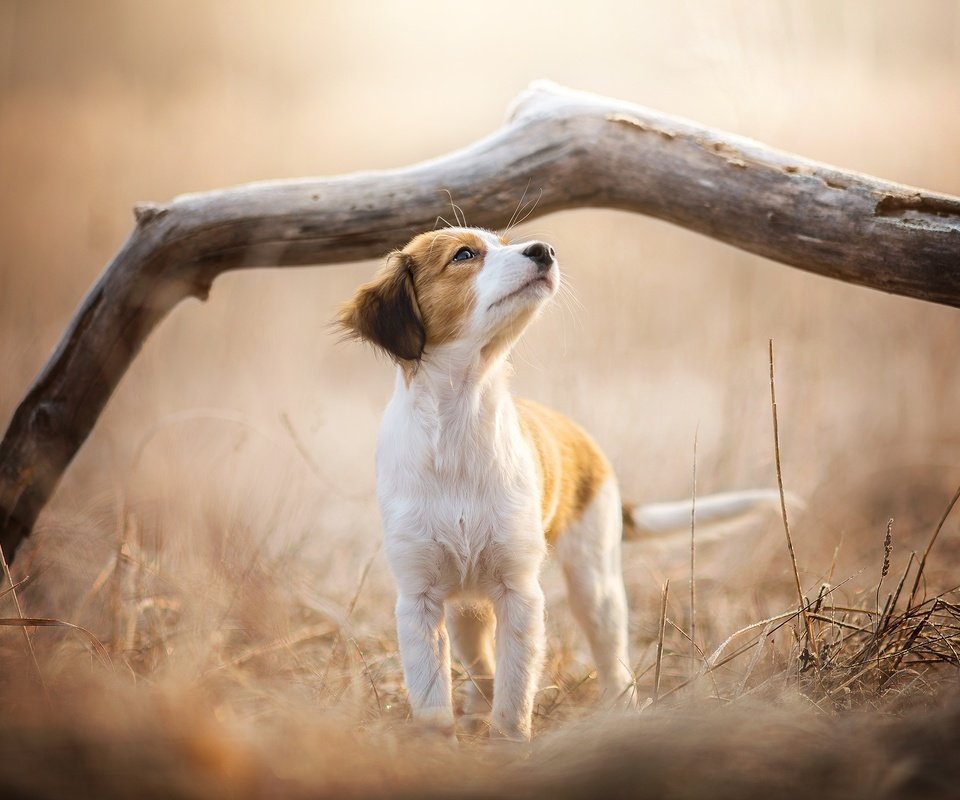 Обои ветка, природа, собака, щенок, dackelpuppy, soey, branch, nature, dog, puppy разрешение 2048x1344 Загрузить