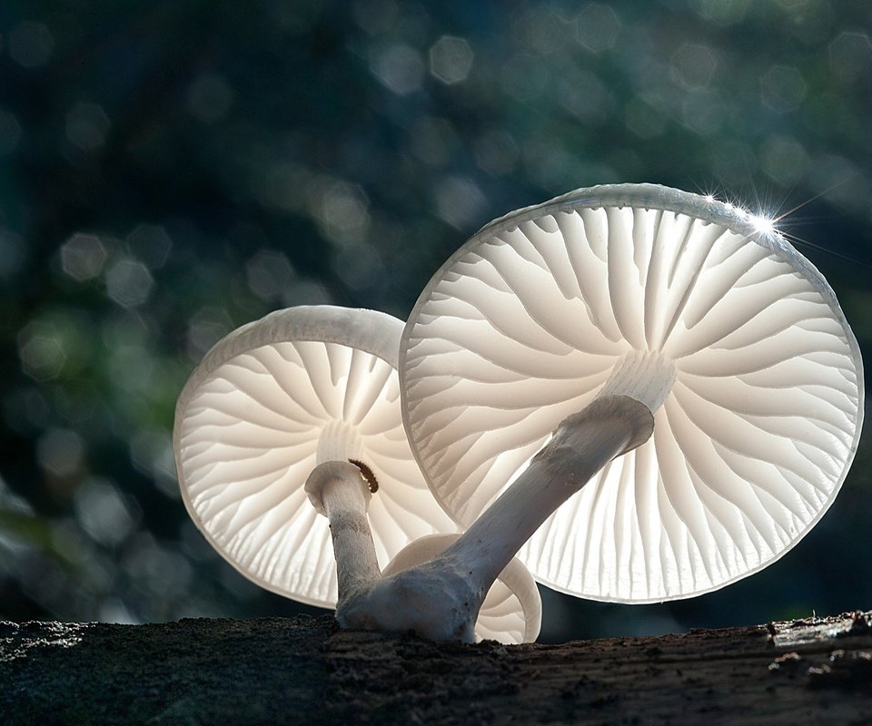 Обои свет, природа, макро, грибы, боке, light, nature, macro, mushrooms, bokeh разрешение 1920x1278 Загрузить