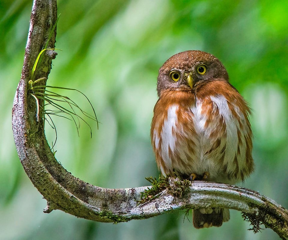 Обои сова, ветка, птица, сыч, воробьиный сыч, owl, branch, bird, pygmy owl разрешение 1920x1080 Загрузить