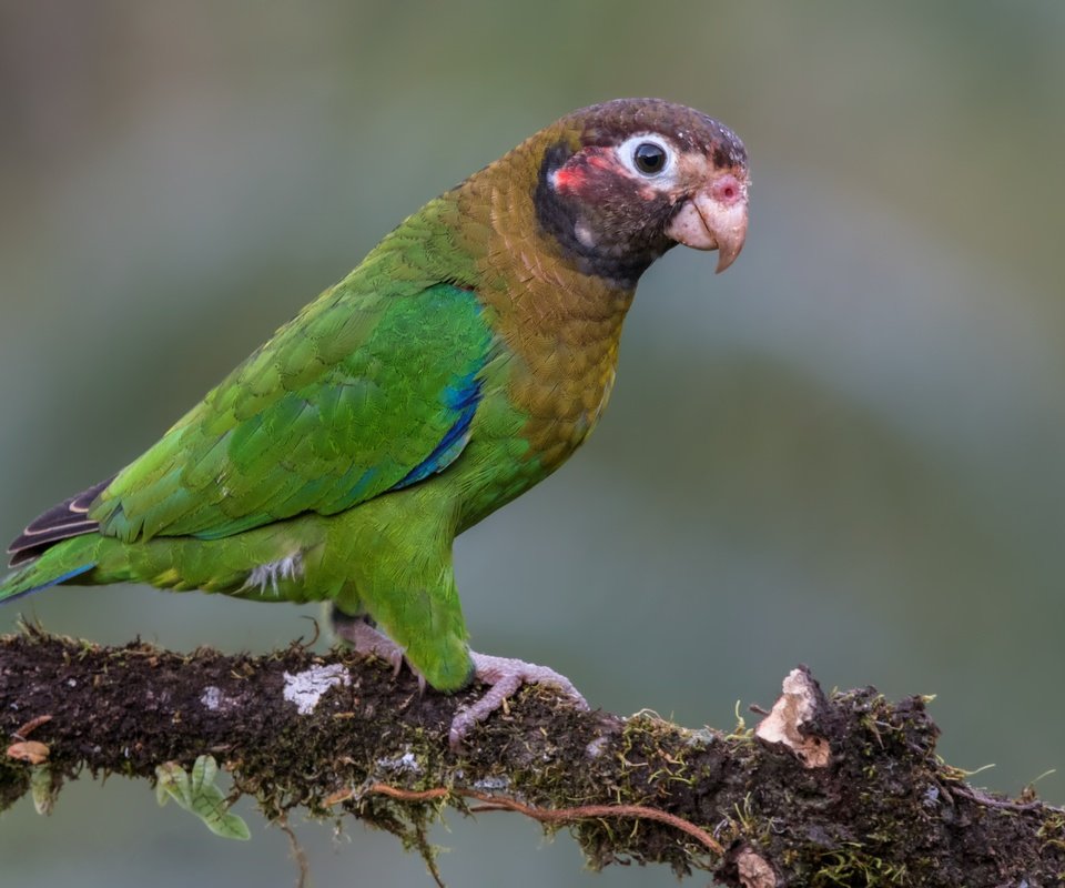 Обои птицы, попугай, коричнево-капюшонный попугай, birds, parrot, brown-kapushany parrot разрешение 4763x3340 Загрузить