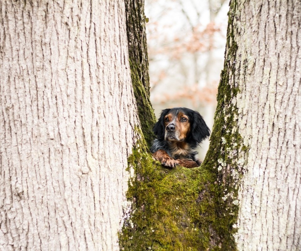 Обои дерево, взгляд, собака, juliette roux--merveille, tree, look, dog разрешение 2560x1707 Загрузить