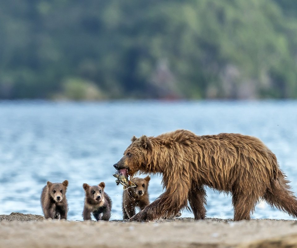 Обои рыба, медведи, улов, медведица, медвежата, fish, bears, catch, bear разрешение 2500x1634 Загрузить