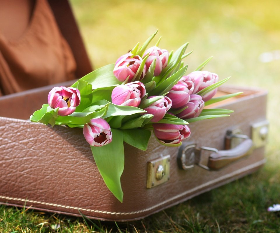 Обои цветы, трава, природа, тюльпаны, чемодан, flowers, grass, nature, tulips, suitcase разрешение 4496x3000 Загрузить