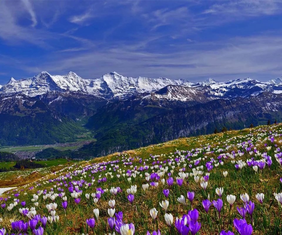 Обои цветы, трава, горы, снег, склон, весна, крокусы, крокус, flowers, grass, mountains, snow, slope, spring, crocuses, krokus разрешение 1920x1080 Загрузить