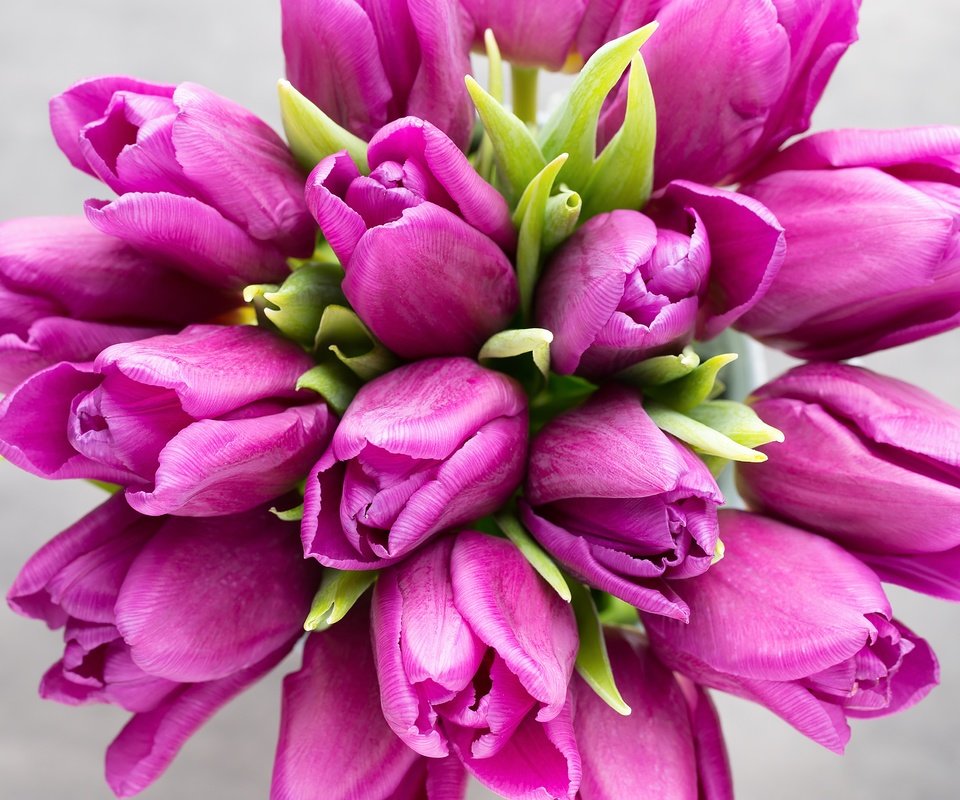 Обои цветы, пинк, лиловая, букет, тюльпаны, розовые, красива, тульпаны,  цветы, парное, весенние, flowers, purple, bouquet, tulips, pink, beautiful, fresh, spring разрешение 4586x3057 Загрузить