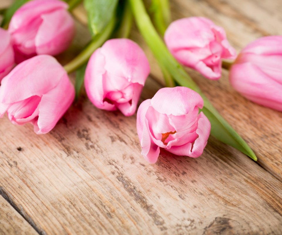 Обои цветы, пинк, букет, тюльпаны, розовые, дерева, красива, тульпаны,  цветы, парное, flowers, bouquet, tulips, pink, wood, beautiful, fresh разрешение 5054x3369 Загрузить