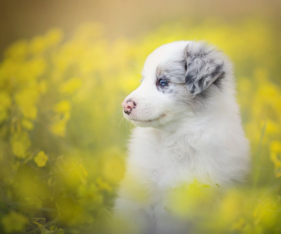 Обои цветы, собака, щенок, боке, бордер-колли, flowers, dog, puppy, bokeh, the border collie разрешение 2048x1365 Загрузить