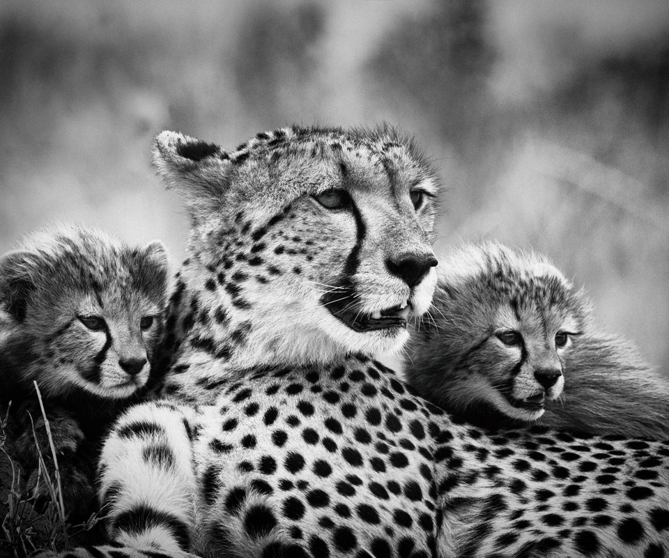 Обои чёрно-белое, мама, гепарды, детеныши, black and white, mom, cheetahs, cubs разрешение 2500x1664 Загрузить