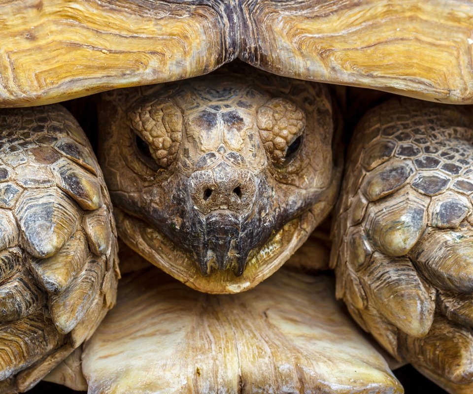 Обои макро, черепаха, панцирь, голова, пресмыкающееся, macro, turtle, shell, head, reptile разрешение 2880x1816 Загрузить