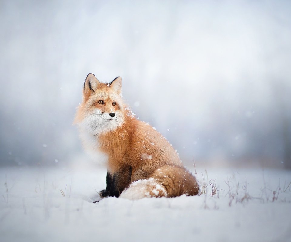 Обои снег, зима, лиса, лисица, животное, snow, winter, fox, animal разрешение 2048x1365 Загрузить