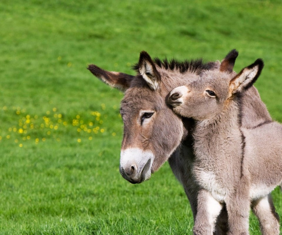 Обои франция, осел, нормандия, жеребенок, ослик, france, donkey, normandy, foal разрешение 1920x1080 Загрузить