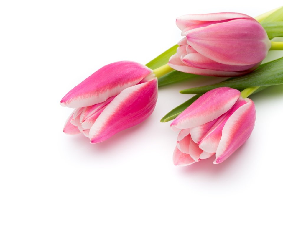 Обои цветы, букет, тюльпаны, розовые, красива, тульпаны,  цветы, парное, пинк, flowers, bouquet, tulips, pink, beautiful, fresh разрешение 4683x3122 Загрузить