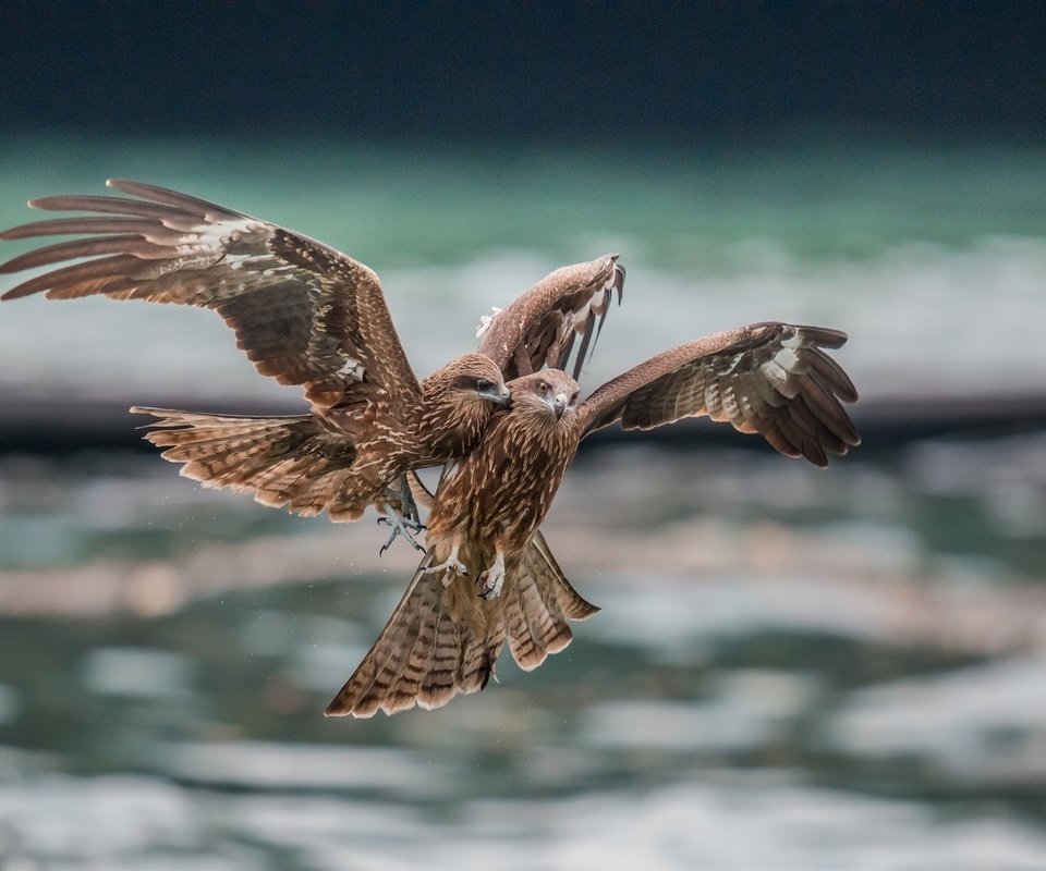 Обои полет, крылья, орел, птицы, хищник, бой, орлы, flight, wings, eagle, birds, predator, battle, the eagles разрешение 1920x1440 Загрузить