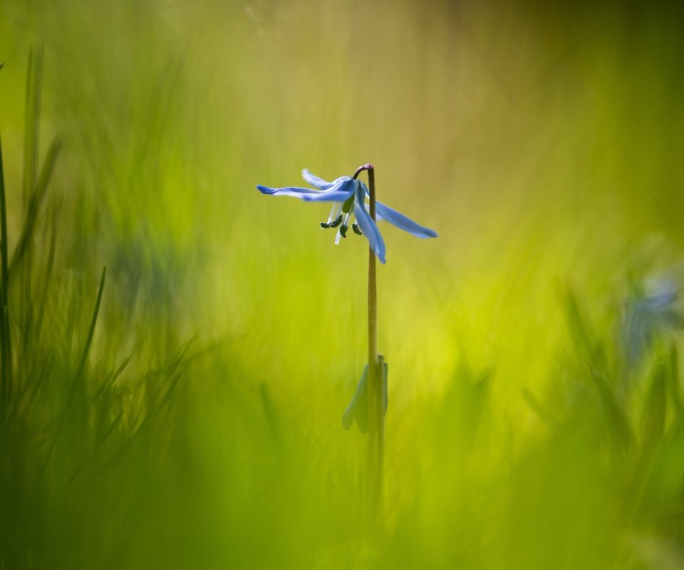 Обои трава, макро, фон, цветок, grass, macro, background, flower разрешение 6016x4016 Загрузить