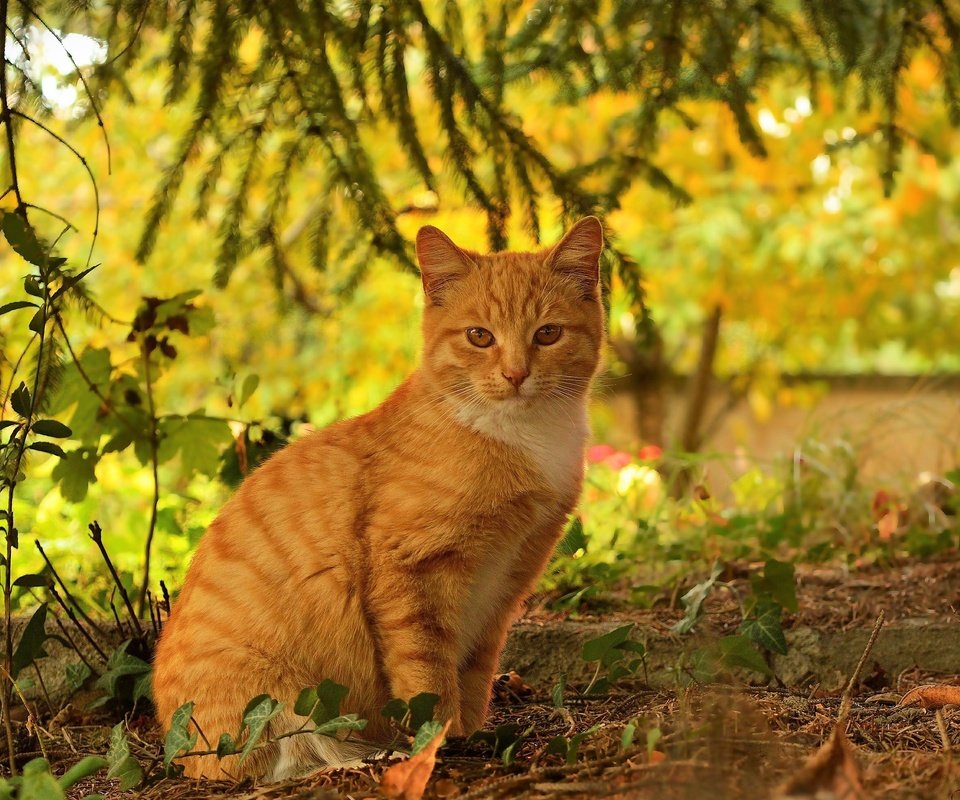 Обои кот, кошка, осень, рыжий, осен, cat, autumn, red разрешение 3000x1959 Загрузить
