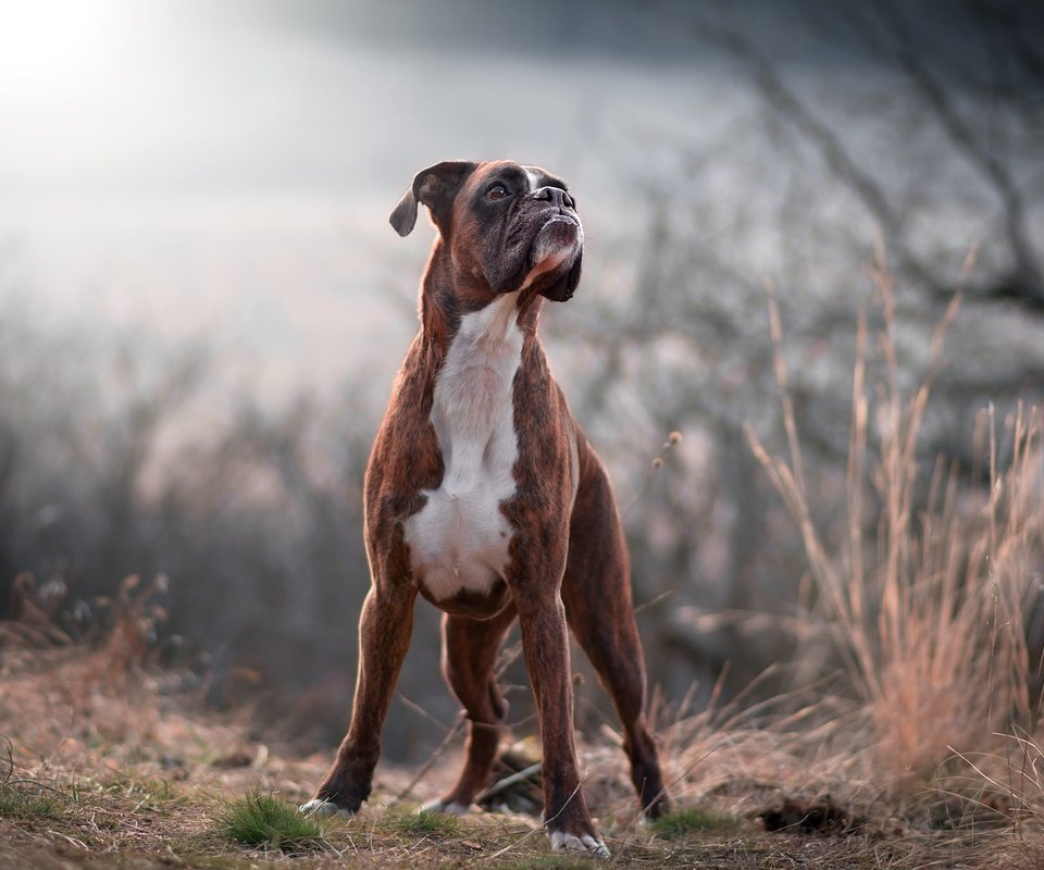 Обои природа, лес, взгляд, собака, друг, боксер, tamás szarka, nature, forest, look, dog, each, boxer разрешение 2048x1365 Загрузить