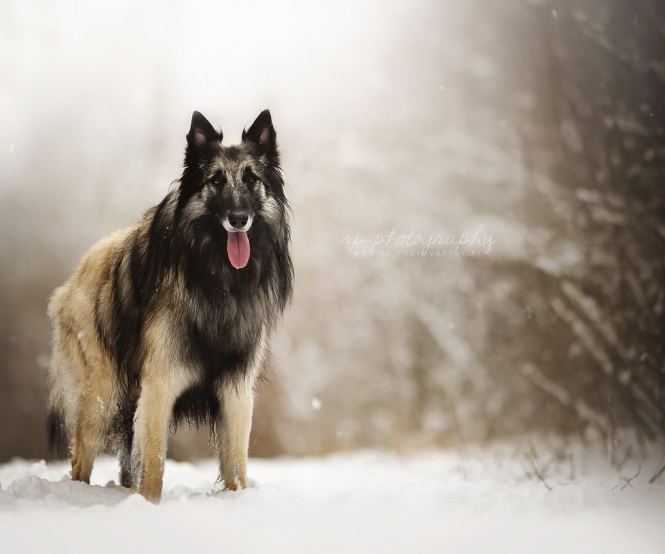 Обои снег, природа, взгляд, собака, друг, овчарка, dackelpuppy, eyko, snow, nature, look, dog, each, shepherd разрешение 2048x1408 Загрузить