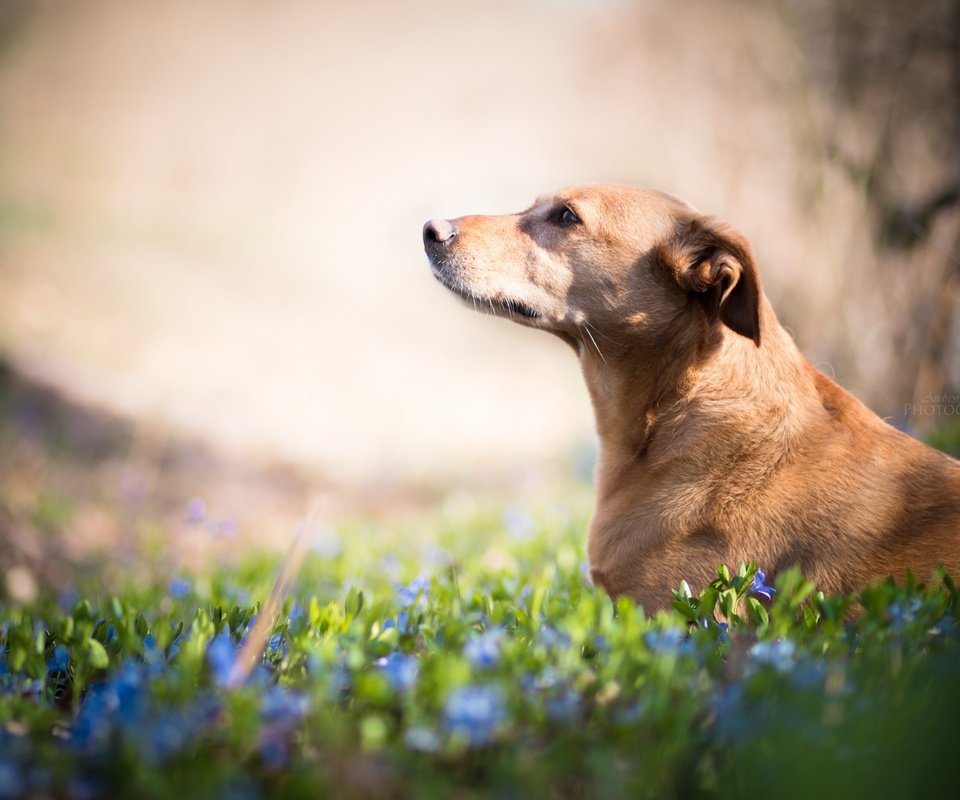 Обои цветы, взгляд, собака, друг, flowers, look, dog, each разрешение 2560x1707 Загрузить