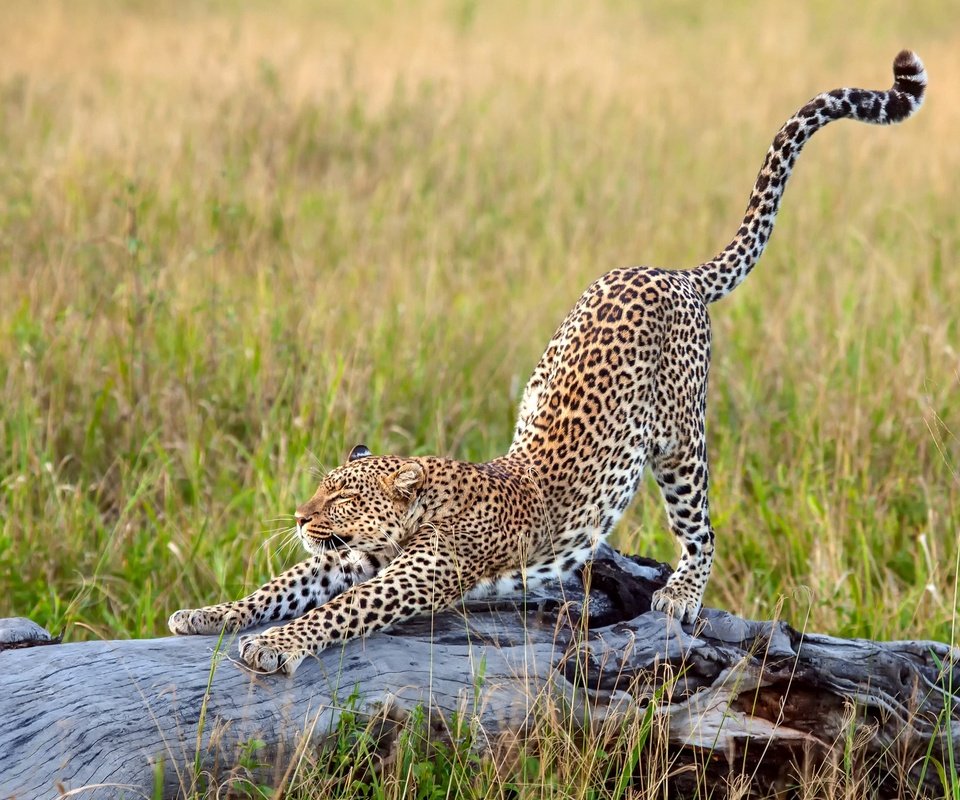 Обои трава, леопард, африка, большая кошка, потягивается, grass, leopard, africa, big cat, stretching разрешение 2500x1667 Загрузить