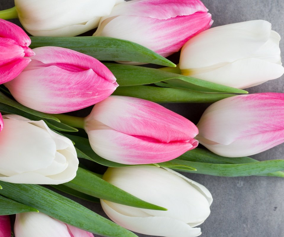 Обои цветы, букет, тюльпаны, розовые, белые, белая, тульпаны,  цветы, весенние, пинк, flowers, bouquet, tulips, pink, white, spring разрешение 3648x2432 Загрузить