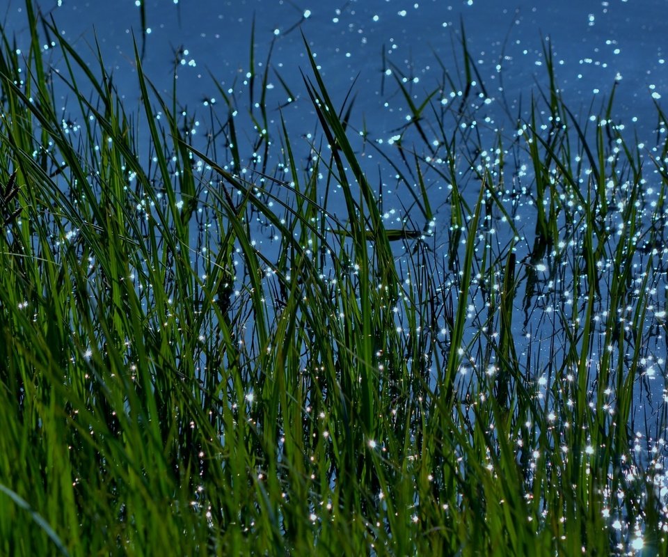 Обои трава, вода, природа, макро, блики, grass, water, nature, macro, glare разрешение 3840x2160 Загрузить