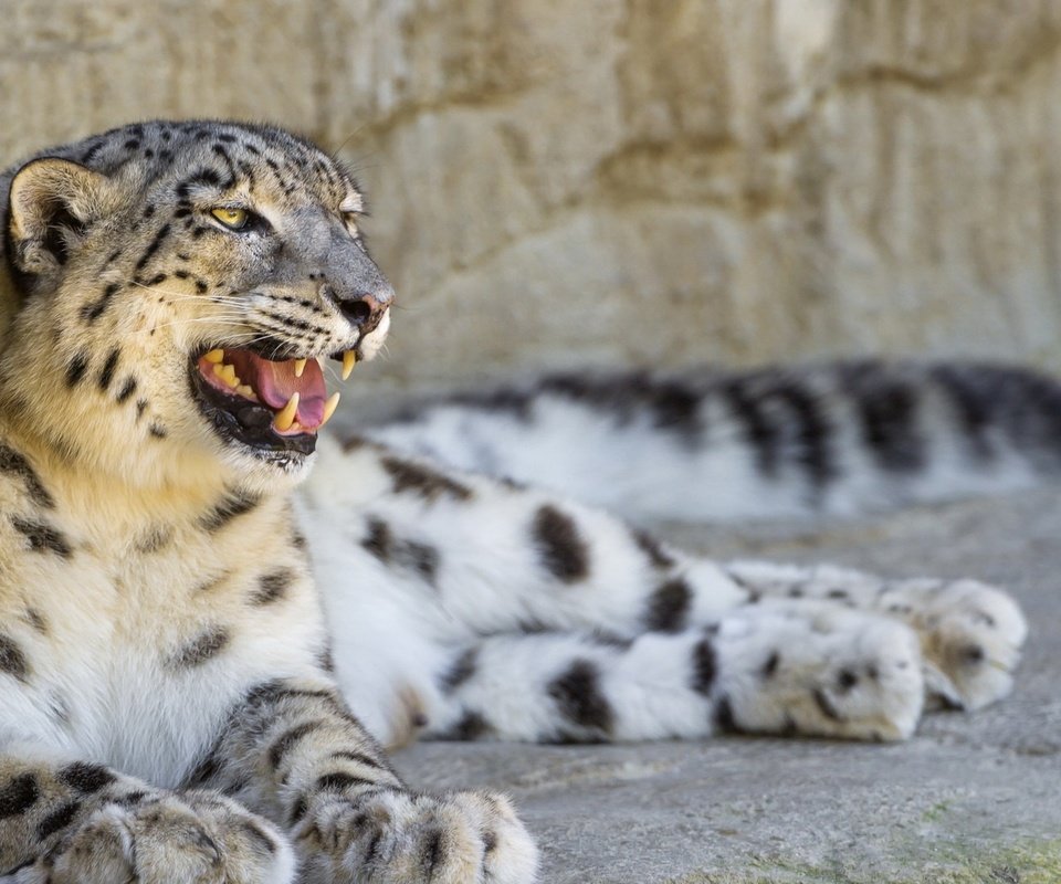 Обои природа, кошка, профиль, камень, отдых, снежный барс, ирбис, ©tambako the jaguar, nature, cat, profile, stone, stay, snow leopard, irbis разрешение 1920x1080 Загрузить