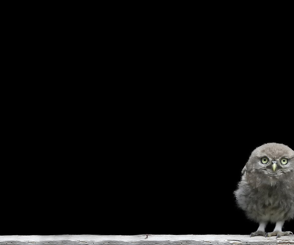 Обои сова, птенец, птица, черный фон, совенок, owl, chick, bird, black background, owlet разрешение 1920x1200 Загрузить