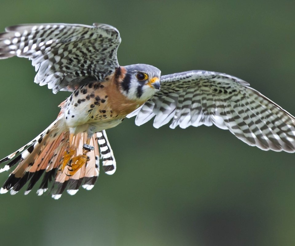 Обои полет, крылья, птица, сокол, пустельга, воробьиная пустельга, flight, wings, bird, falcon, kestrel, sparrow kestrel разрешение 2979x1778 Загрузить