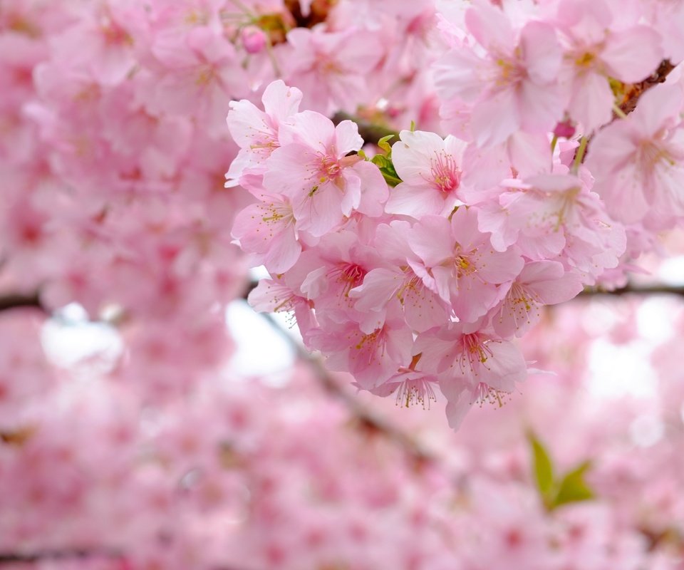 Обои дерево, цветение, ветки, весна, вишня, сакура, tree, flowering, branches, spring, cherry, sakura разрешение 3840x2560 Загрузить