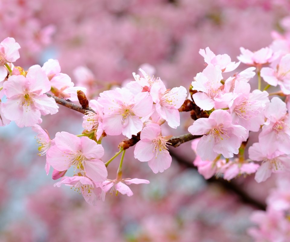 Обои цветы, цветение, ветки, весна, розовые, вишня, сакура, flowers, flowering, branches, spring, pink, cherry, sakura разрешение 4174x2783 Загрузить