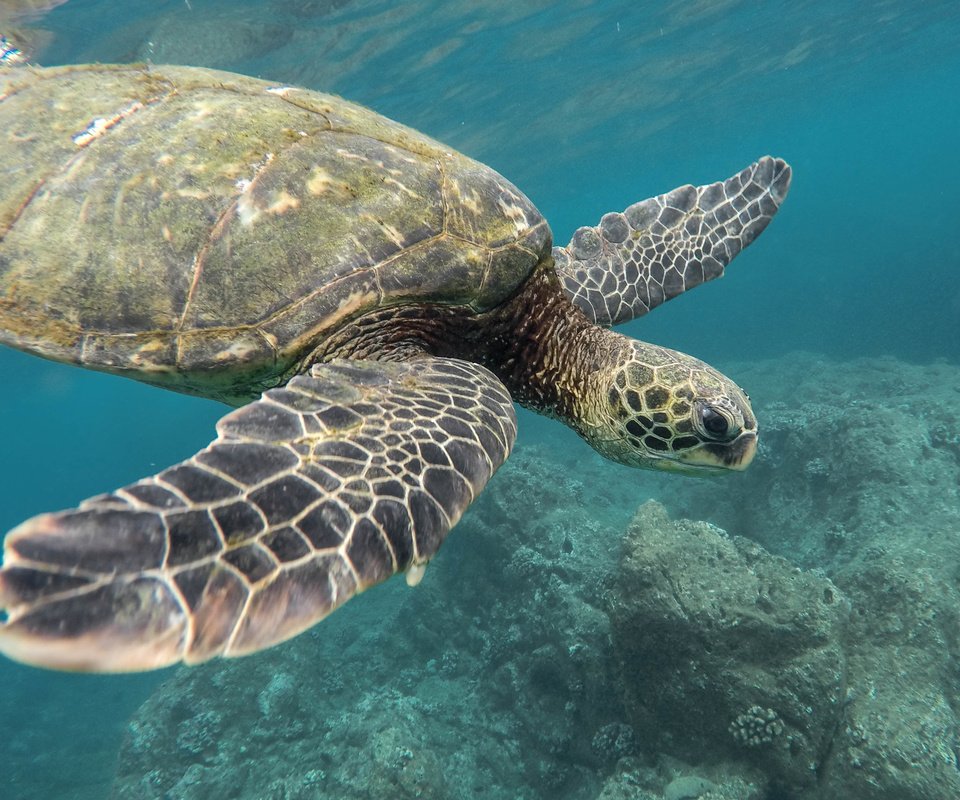 Обои море, черепаха, океан, животное, кораллы, jeremy bishop, подводный мир, sea, turtle, the ocean, animal, corals, underwater world разрешение 3598x2520 Загрузить