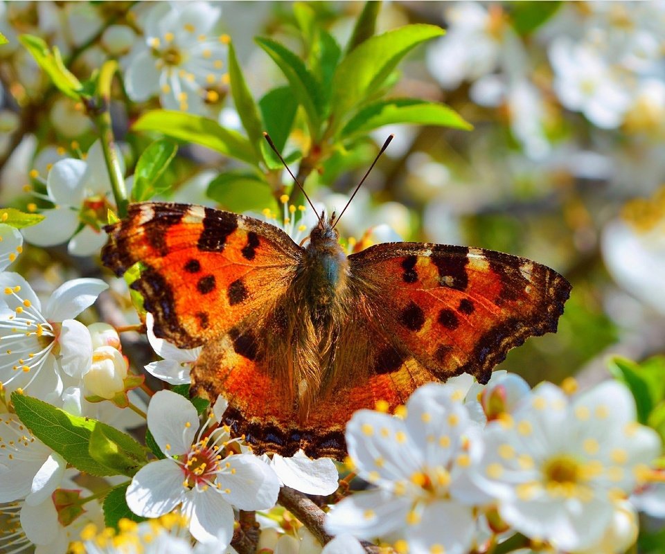 Обои цветение, макро, насекомое, бабочка, весна, flowering, macro, insect, butterfly, spring разрешение 3004x1877 Загрузить