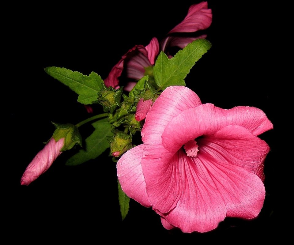 Обои цветок, лепестки, черный фон, розовый, мальва, flower, petals, black background, pink, mallow разрешение 2120x1660 Загрузить
