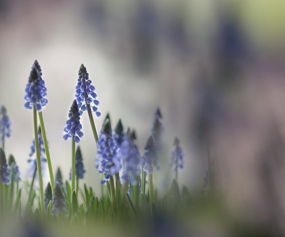 Обои свет, цветы, природа, фон, весна, мускари, karin verbrugge, light, flowers, nature, background, spring, muscari разрешение 2560x1560 Загрузить