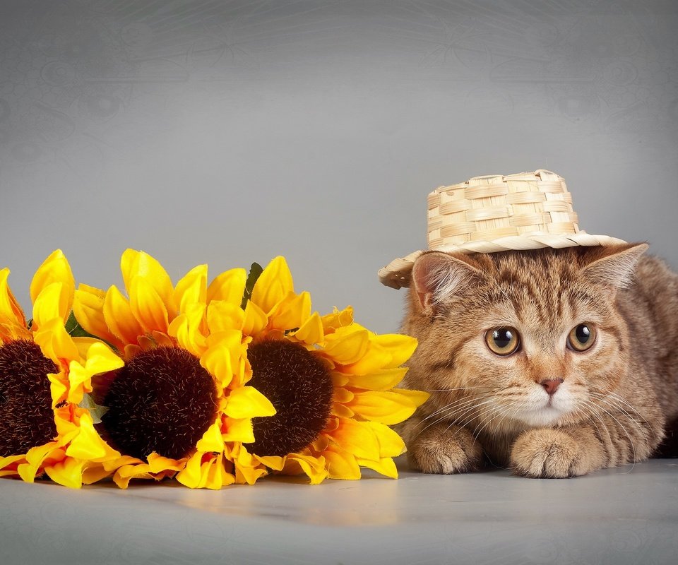 Обои глаза, цветы, кот, кошка, взгляд, подсолнух, шляпка, eyes, flowers, cat, look, sunflower, hat разрешение 2560x1600 Загрузить