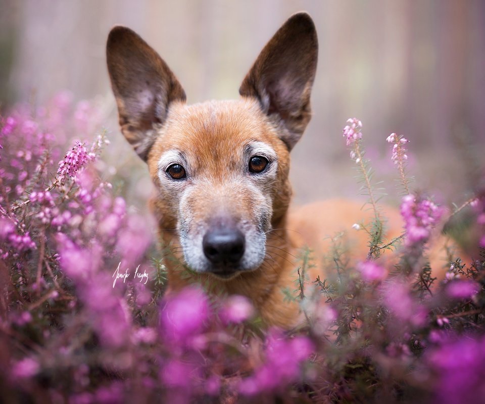 Обои цветы, взгляд, собака, друг, flowers, look, dog, each разрешение 2048x1365 Загрузить