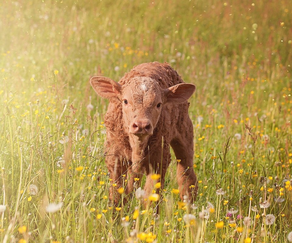 Обои цветы, трава, поле, луг, животное, корова, телёнок, pezibear, flowers, grass, field, meadow, animal, cow, calf разрешение 2000x1328 Загрузить